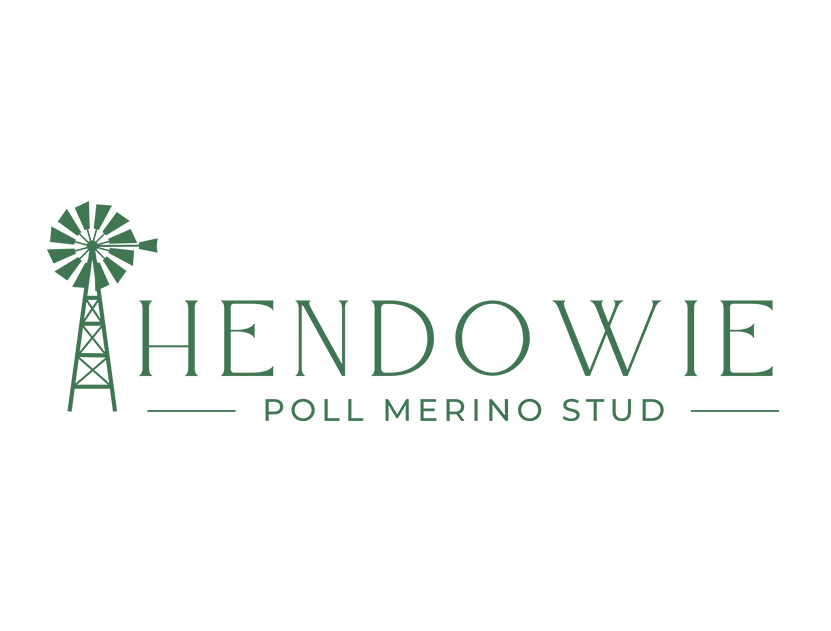 srs-genetics-studs-Hendowie-Poll-Merino-Stud