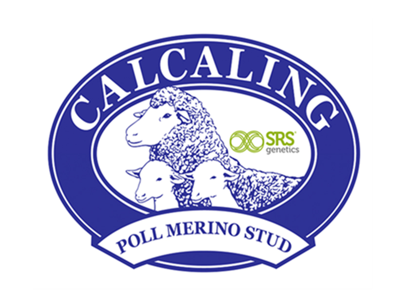 Calcaling Poll Merino Stud