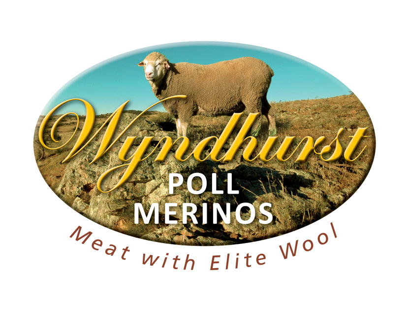 Wyndhurst Poll Merinos