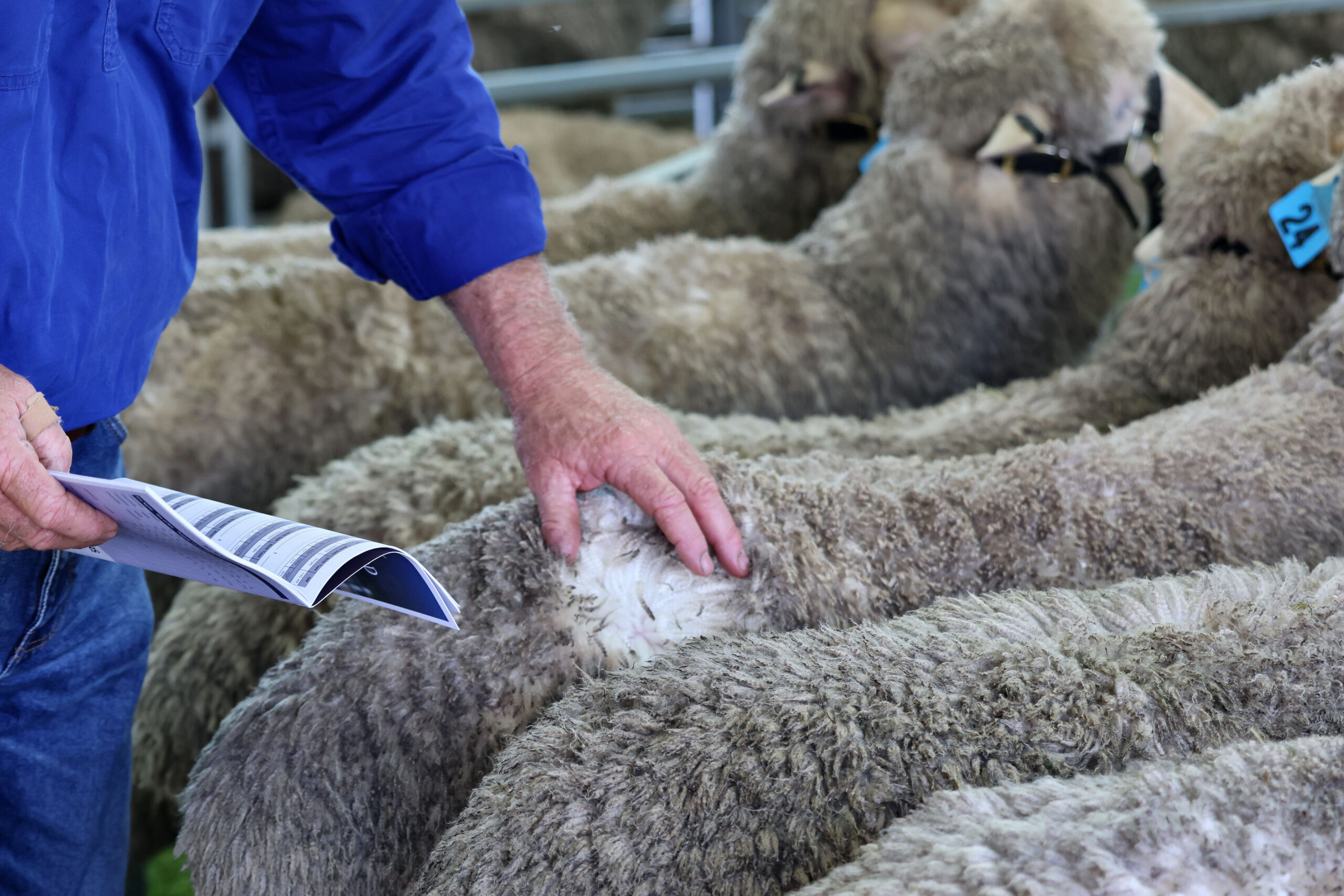 SRS Genetics_media_media release_ New tool for growers to deliver production, resilience and carcase trait goals